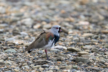 Southern Lapwing, Vanellus chilensi in Argentina