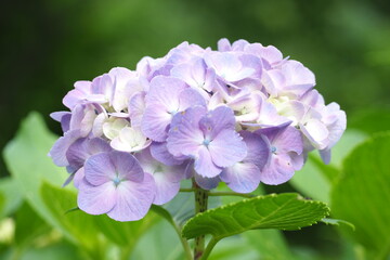 植物　薄紫の花
