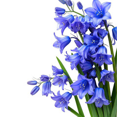 A striking cluster of vibrant blue bell-shaped flowers set against a deep black background.