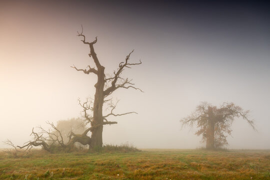 Misty morning among old trees.