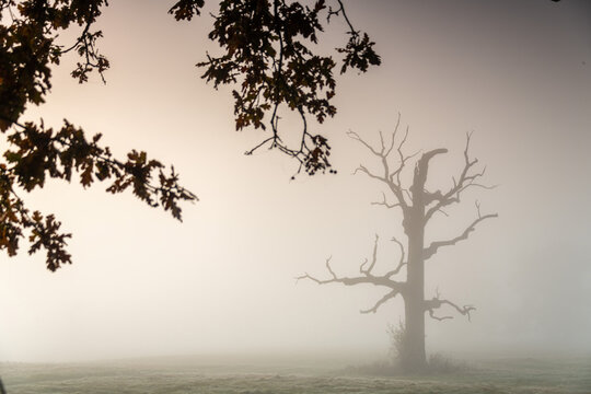 Misty morning among old trees. - Powered by Adobe