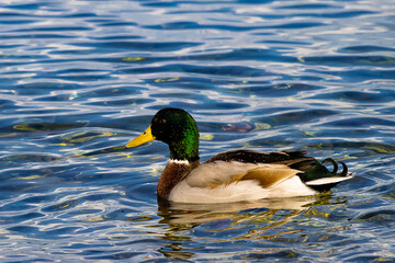 Close-up of a Solitary Wild Duck Swimming Alone on the Expansive, Calm Blue Water Surface, Creating Gentle Ripples and Reflecting the Soft Daylight on the Sea.