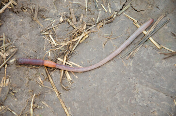 Earthworm on Soil Surface in Natural Environment