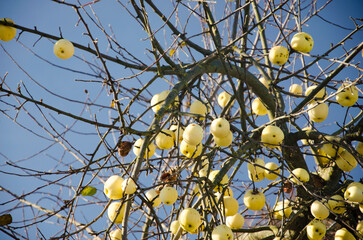 Yellow Apples Hanging on Bare Tree Branches in Late Autumn