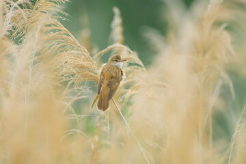 Great reed warbler perched among reeds in wetland habitat Illmitz Austria