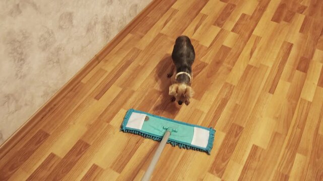 Small dog playfully attacks mop during floor cleaning demonstrating curious pet behavior and household chore interruptions in domestic home environment