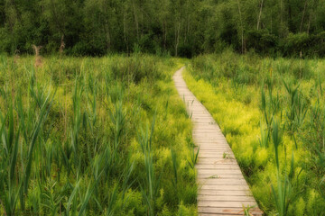 drewniana kładka na ścieżce prowadzącej przez bagienny las © piotr