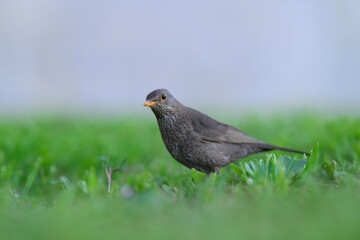 Blackbird searching food in meadow grass during evening light in Cres Croatia