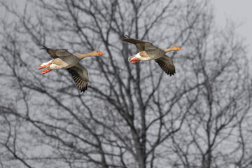 Dzikie gęsi podczas lotu wczesną wiosną w swoim naturalnym środowisku
