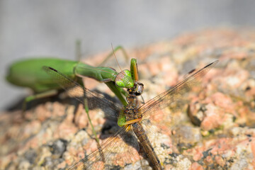 European mantis eating captured dragonfly on sunny stone in Vienna Austria