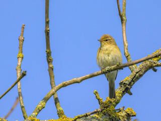 A Common Chiffchaff sitting in a tree