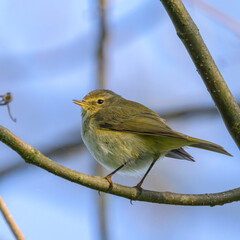 A Common Chiffchaff sitting in a tree