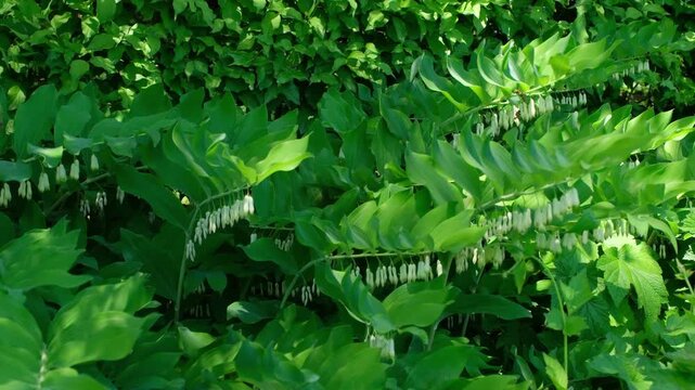 Polygonatum odoratum - Salomonsiegel Habitus in Bl&uuml;te