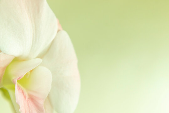 Pastel orchid flowers in bloom as floral art background, wedding decor and luxury branding design