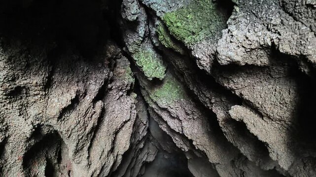 tree bark texture
