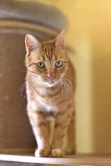 Cute orange cat  on a modern cat tree looking funny at camera. Vertical image with selective focus. 