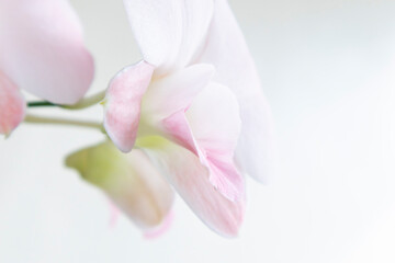 Pastel orchid flowers in bloom as floral art background, wedding decor and luxury branding design