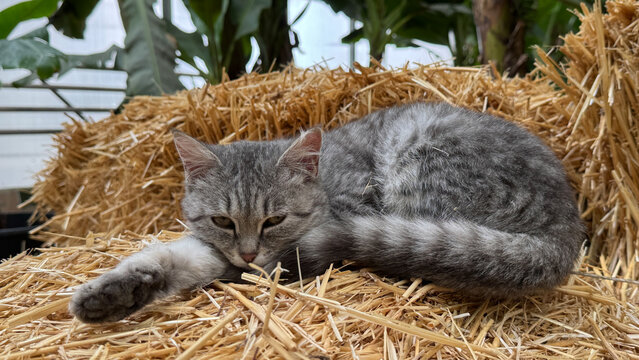 Gray cat lying on a haystack outdoors - Powered by Adobe