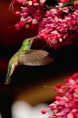 Fototapeta premium Ruby-throated hummingbird bird flying and feeding nectar on small flower in green nature wildlife