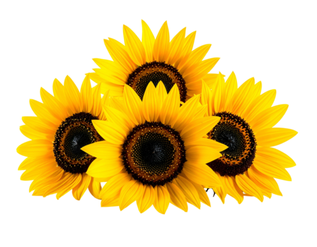 A cluster of vibrant yellow petals surrounds dark brown centers