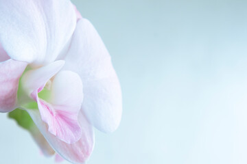 Fototapeta premium Beautiful Macro Photo. light pink orchid Flowers and light blue background. Art Design Conceptual Abstract Image. Fantasy Art. Creative Wallpaper. Beautiful Nature Background. Spring pink Flower