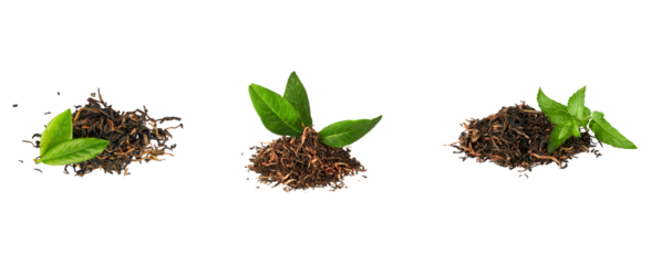Trendy Green Tea Leaf Samples Trio - Fresh to Dried - Isolated on Transparent Background. Three tea leaf samples - fresh leaf to dried piles - perfect for infographics, ingredient callouts, packaging 