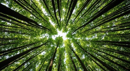 Looking up through the dense green canopy of a vibrant forest, where towering trees reach towards the sky, creating a breathtaking natural tunnel of light