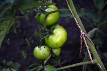 Ripe Tomatoes Growing in the Garden
