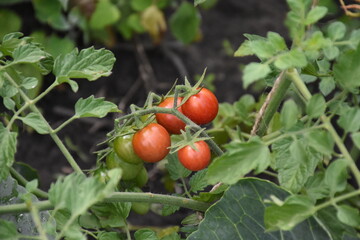 Ripe Tomatoes Growing in the Garden
