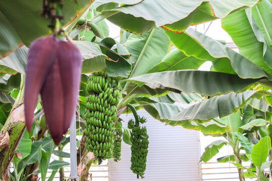 Close up of a bunch of unripe green bananas with banana flower. Tropical agricultural scene with fresh fruit and natural vegetation. - Powered by Adobe