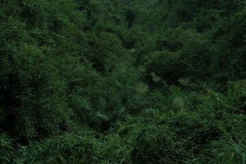 Fototapeta premium Dark forest background in Danxia Mountains (Danxiashan) in Shaoguan, Guangdong Province, China.