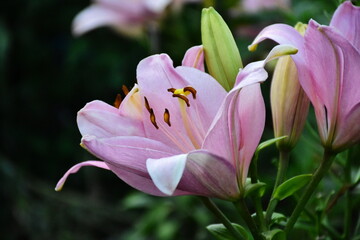 Elegant Pink Lily in Full Bloom
