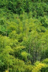 Obraz premium Bamboo forest background in Danxia Mountains (Danxiashan) in Shaoguan, Guangdong Province, China.