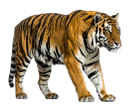 Majestic tiger walks with green plant in mouth - Powered by Adobe