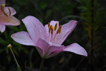 Elegant Pink Lily in Full Bloom
