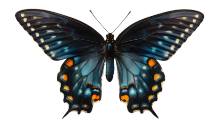 Close up of a black and blue butterfly with orange spots
