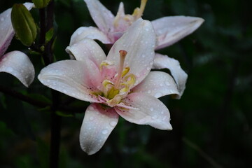 Elegant Pink Lily in Full Bloom
