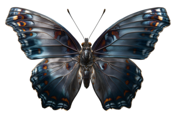 Stunning iridescent blue morpho butterfly with intricate wing patterns