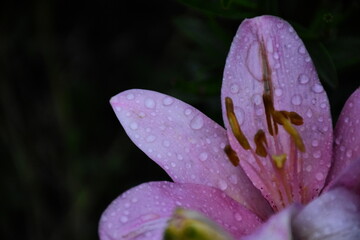 Elegant Pink Lily in Full Bloom
