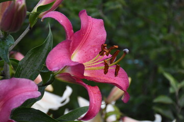 Elegant Pink Lily in Full Bloom
