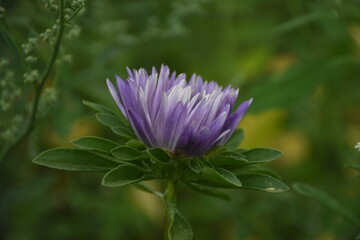 Colorful Symphony: Vibrant Aster Flowers in Full Bloom
