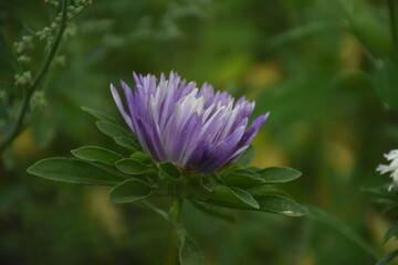 Colorful Symphony: Vibrant Aster Flowers in Full Bloom
