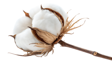 cotton stick isolated on white