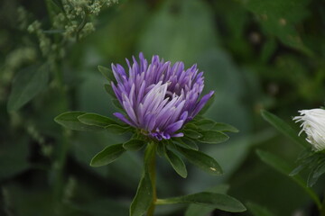 Colorful Symphony: Vibrant Aster Flowers in Full Bloom

