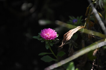 Colorful Symphony: Vibrant Aster Flowers in Full Bloom
