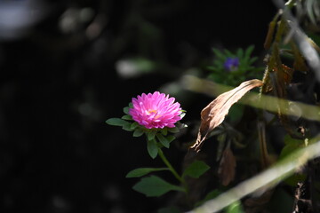 Colorful Symphony: Vibrant Aster Flowers in Full Bloom
