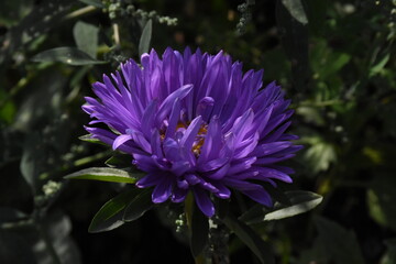 Colorful Symphony: Vibrant Aster Flowers in Full Bloom
