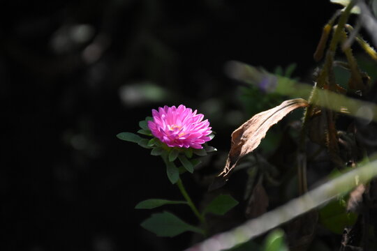 Colorful Symphony: Vibrant Aster Flowers in Full Bloom