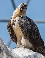 Bearded vulture (Gypaetus barbatus) with open beak perches on rocky outcrop against blue sky. Striking ruff, intense gaze in sharp focus.