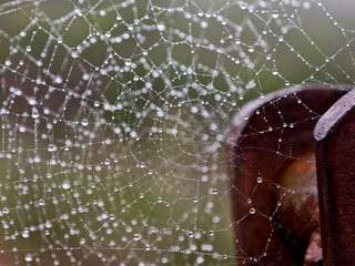 Detail of a spiderweb with dew, Puig de Randa, municipality of Algaida, Mallorca, Balearic Islands, Spain